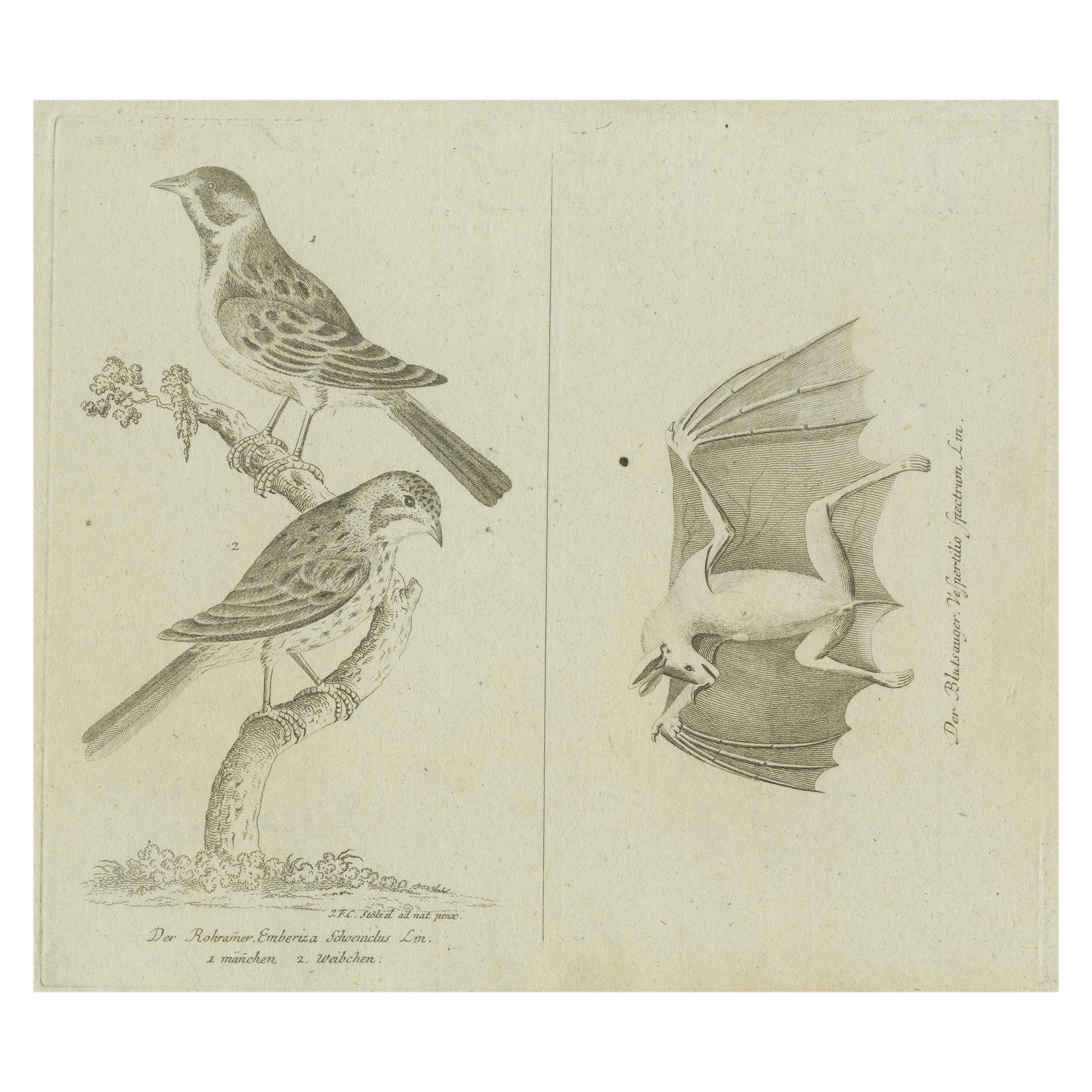 Antique Ornithological & Zoological Engraving, Bird and Bat Species, c.1800