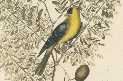 Bird Print of an American Goldfinch on a Branch Engraved and Hand-Colored, 1749, close-up 3