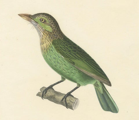 19th Century Ornithological Illustration of the Streaked Barbet (Barbu grivelé), close-up 2