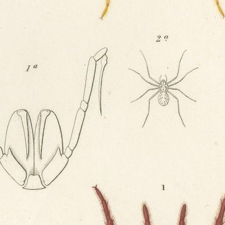 Antique Print of the Black Tunnelweb Spider and Spitting Spider, close-up 2