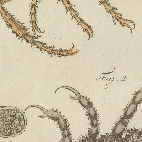 Flea and Louse Under the Microscope, Antique Bertuch Print, circa 1805, close-up 6