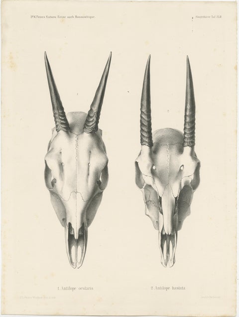 Set of 4 Antique Prints of Antelope Skulls, view 3