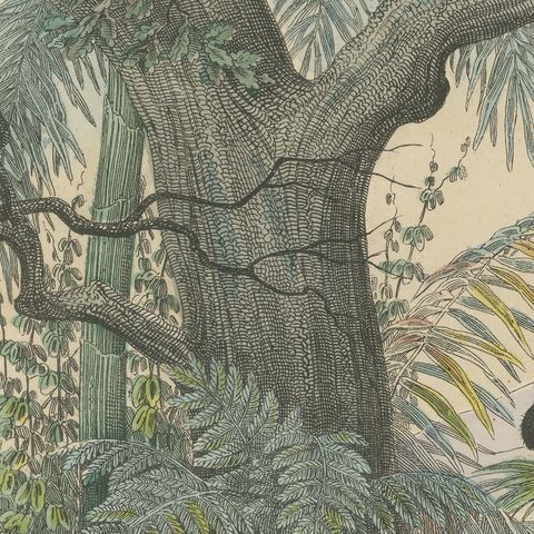 Antique Hippopotamus Print with Wild Boar and Babirusa, Kolb, circa 1890, close-up 3
