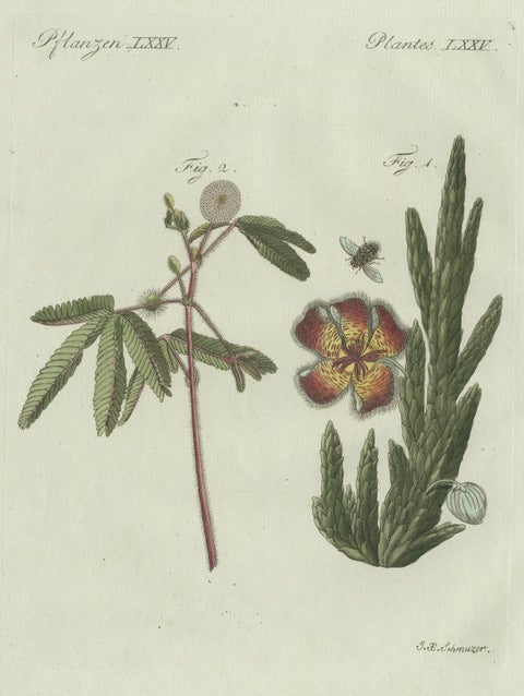 Original Antique Botanical Print of Carrion Flower and Mimosa by Bertuch, 1805, close-up 3