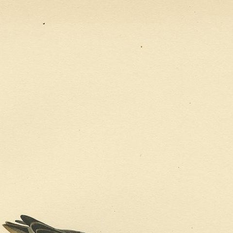 Antique Bird Print of the Little Stint by Von Wright, 1929, close-up 1