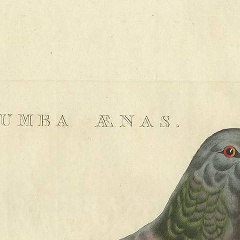 Stock Dove, Columba Oenas, Nozeman & Sepp Antique Bird Print, c.1829, close-up 1