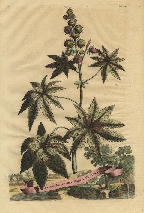 Botanical Illustration of the Castor Oil Plant (Ricinus communis), 1696, close-up 5