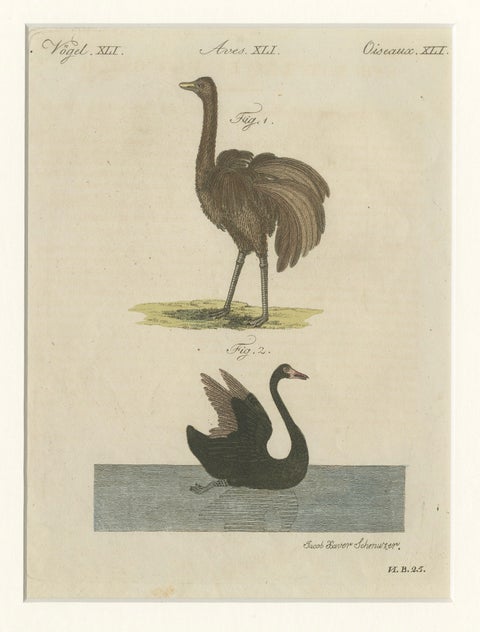 Antique Greater Rhea & Black Swan Engraving, Bertuch, 1798, close-up 1