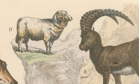 Ungulates Print: Giraffe, Camel, Bison & Antelope, Antique 1867, close-up 3