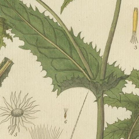 Botanical Illustration of Sonchus Oleraceus or Common Sow Thistle, 1822, close-up 5