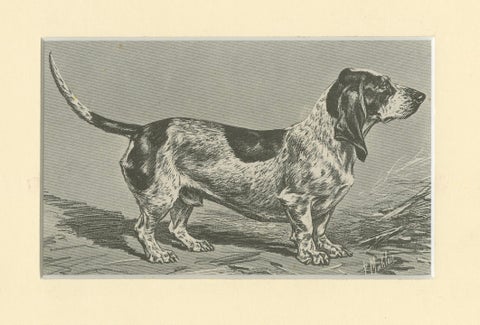 Blue Basset of Gascogne, Antique Dog Illustration, 1915, close-up 1