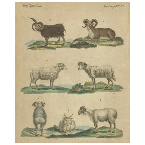 Antique Handcolored Engraving of Sheep and Rams, c.1800