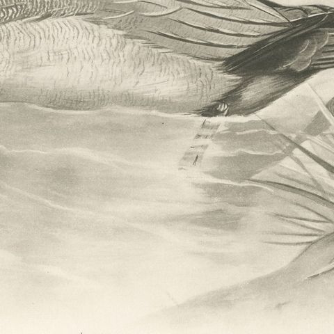 Pochard, Antique Bird Print after Lilian Medland, circa 1909, close-up 3
