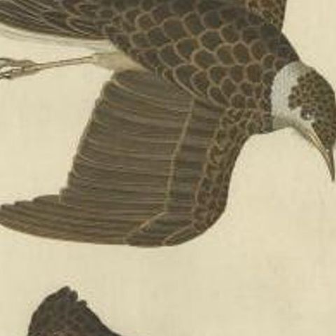 Antique Bird Print of the Crested Lark and Woodlark by Sepp & Nozeman, 1809, close-up 1