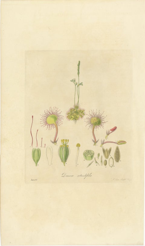 The Delicate Predator: Botanical Illustrations of Drosera, 1777, view 2