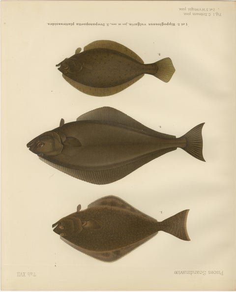 Flatfish Trio - Flounder, Turbot, and Plaice - Elegant Fish Lithograph, 1895, view 2