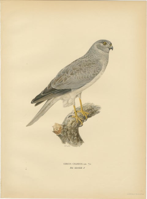Nordic Harriers Triptych, Swedish Lithographs, Scandinavian Birds of Prey 1929, view 3