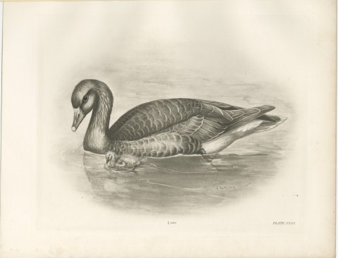 Gray Lag Goose Swimming with a Gosling, Plate CLIX after Lilian Medland, c. 1909, view 2