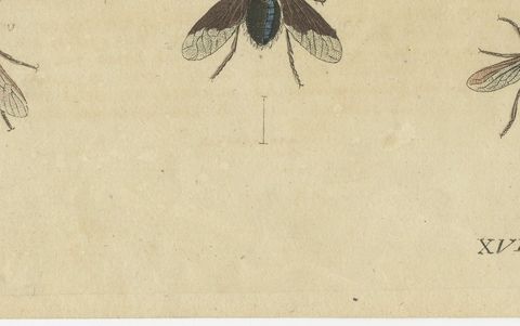 Eleven Flies and Hover Flies, Antique Bertuch Print, circa 1815, close-up 2