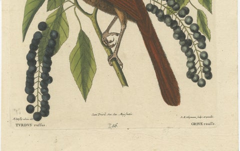 Original Antique Hand-Colored Engraving of The Fox-Colored Thrush, 1749, close-up 2