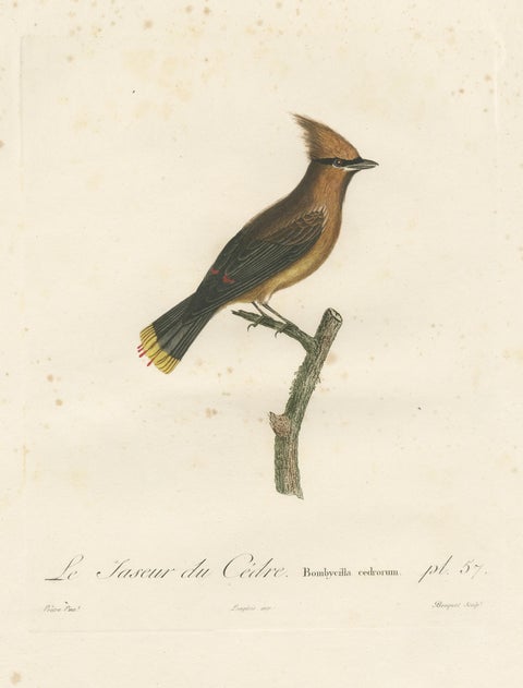 1807 Cedar Waxwing Print - Original Handcolored Bird Illustration by Vieillot, view 3