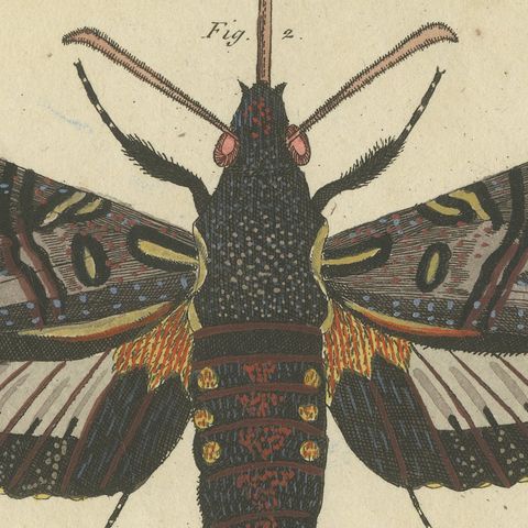 Two Large Exotic Moths, Antique Bertuch Print, circa 1815, close-up 4