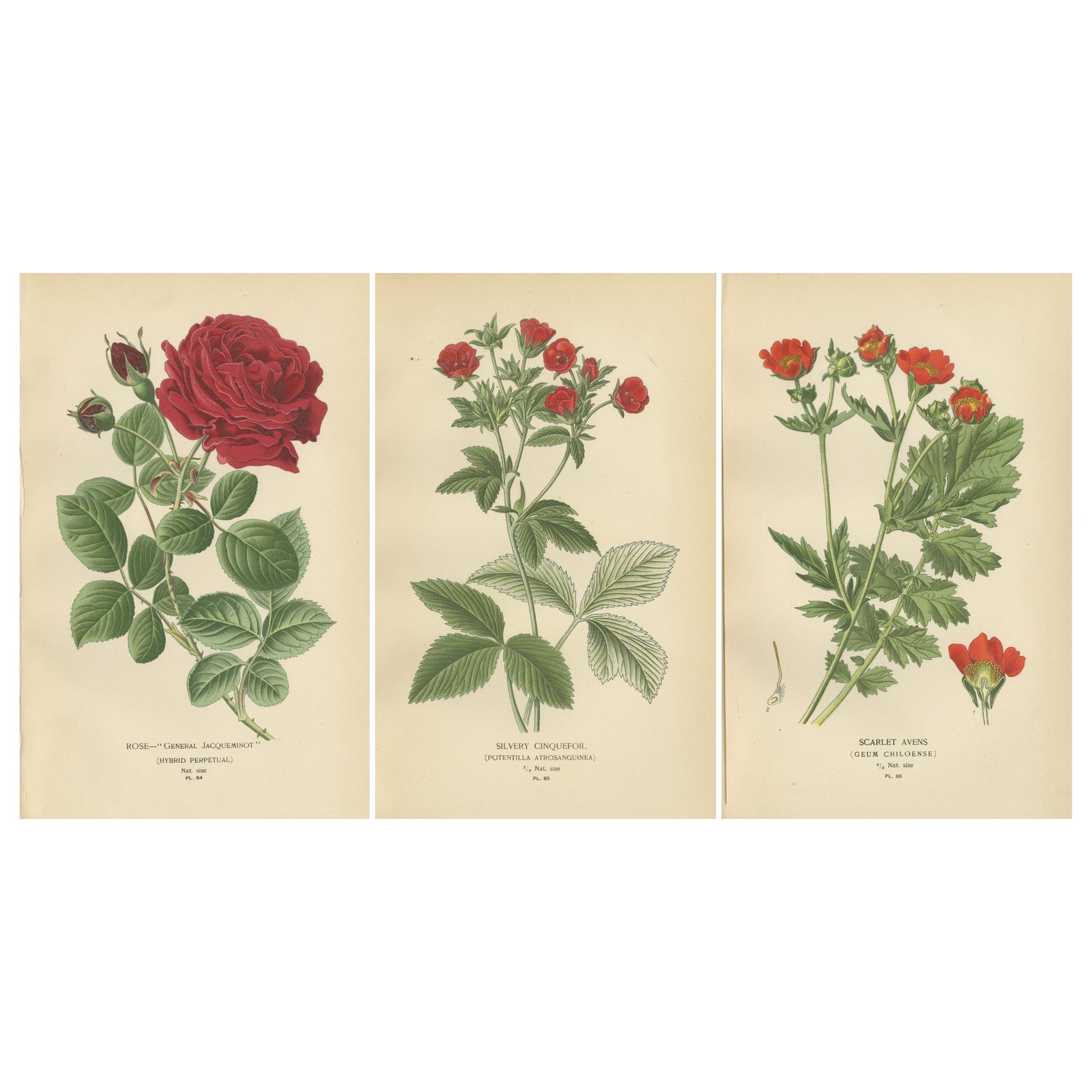 Botanical Prints: General Jacqueminot Rose, Silvery Cinquefoil & Scarlet Avens