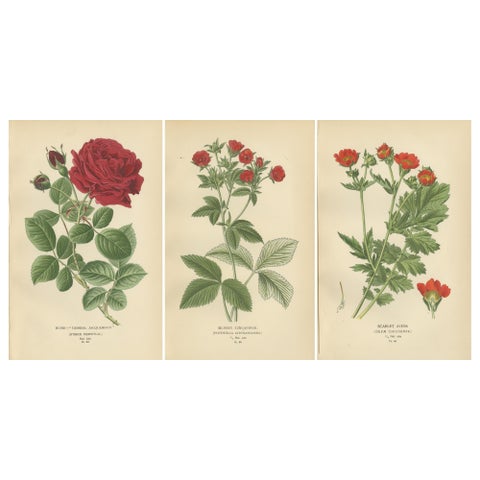 Botanical Prints: General Jacqueminot Rose, Silvery Cinquefoil & Scarlet Avens