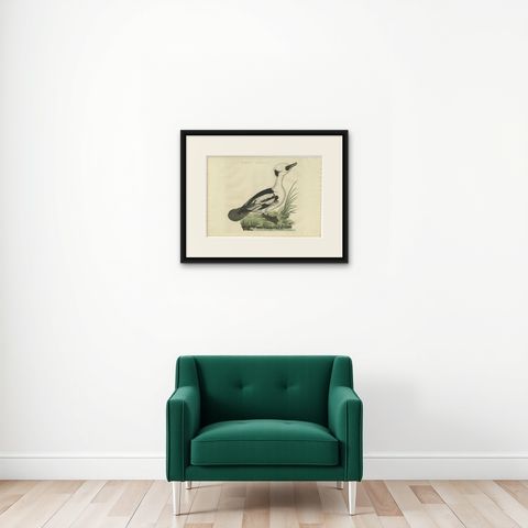 Smew Duck, Antique Dutch Bird Print by Sepp & Nozeman, Hand-Colored, circa 1809, shown framed on a wall