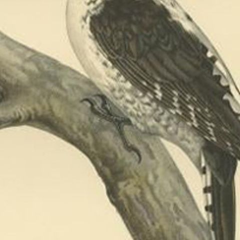 Antique Bird Print of the Female Eurasian Three-Toed Woodpecker by Von Wright, close-up 2