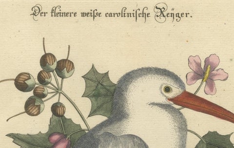 Hand-Colored Engraving of the Lesser White Heron by Johann Seligmann, c.1773, close-up 2