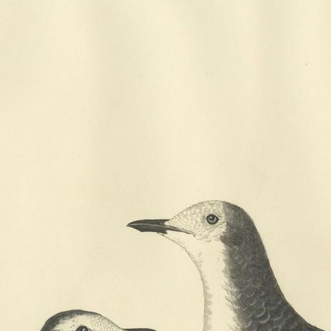 Original Handcolored Engraving of The Little Gull by Selby, 1826, close-up 4