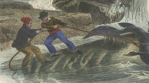 Le Squale Scie (Sawfish), Hand-Colored Engraving, 1840, close-up 4