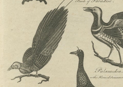 Engraving of Butterflies, Birds of Paradise, Horned Screamer, Pangolin, ca.1800, close-up 3