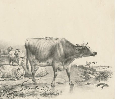 No. 11 Antique Print of Sheep and a Cow by Cooper '1839', view 4