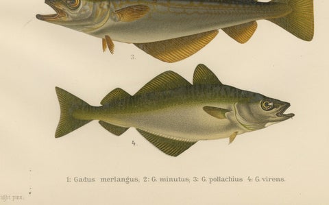 Whiting, Poor Cod, Pollack and Saithe - Captivating Fish Litho, 1895, close-up 1