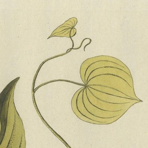 Convolvulus Batatas Botanical Engraving - Icones Plantarum Medicinalium, 1788, close-up 5