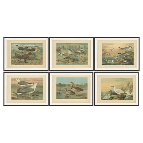 Lithographs of European Seabirds, Gulls, Terns, Skuas, Geese and Gannets, 1890
