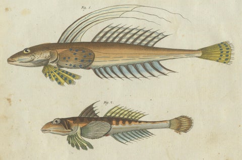 Vibrant 1805 Handcolored Engraving of Rare Fish Species from Bertuch's Work, close-up 3