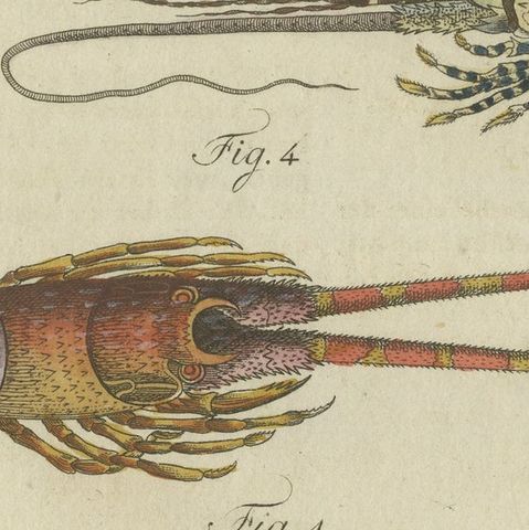 Original Antique Print of a various Lobster and Shrimp, close-up 2