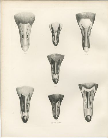 Heads of the Wild Geese, Antique Bird Print after Lilian Medland, circa 1909, view 2
