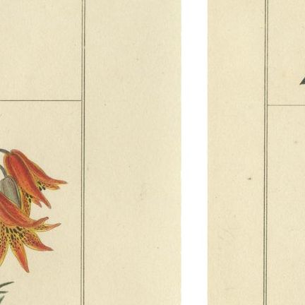Hand-Colored Floral Engravings, Pair of 1828 Botanical Prints, London, close-up 1