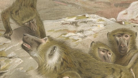 Baboons, Antique Primate Print, British Natural History Illustration 1894, close-up 3