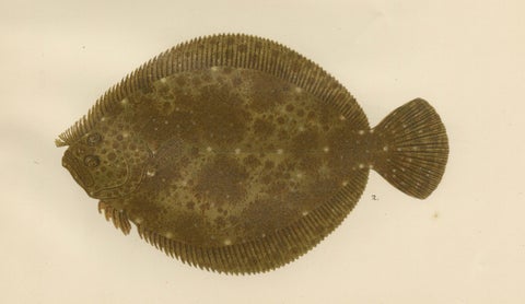 Turbot and Brill - Majestic Scandinavian Flatfish Lithograph, 1895, close-up 2
