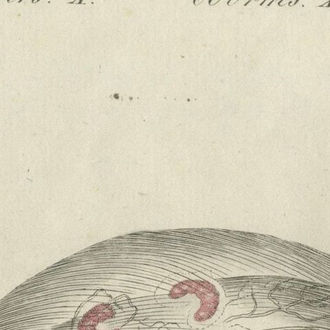 Eared Jellyfish: Detailed Engraving from Bertuch's Children's Encyclopedia, 1805, close-up 3