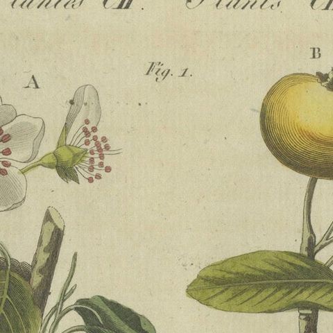 Blossoms and Fruits: Apple and Pear Trees Illustrated in an 1805 Engraving, close-up 5
