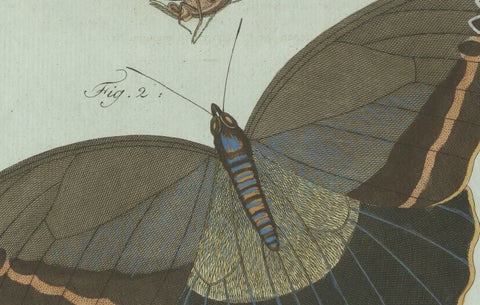 Original Antique Print of Two Exotic Butterflies by Bertuch, c. 1800, close-up 4