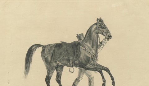 Antique Arabian Horse Lithograph “Aleppo” by August Jäger, 1846, close-up 5
