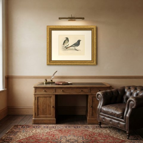 Blackstart or Black Redstart Pair on a Rock, Hand Colored Print, 1896, shown framed in a room