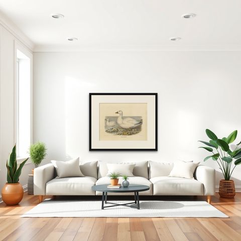 Large Rare Old Bird Print Depicting Cassin's Snow Goose, 1869, shown framed in a room